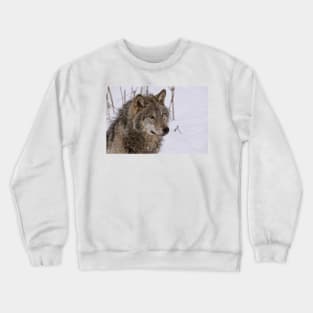 Timber Wolf Portrait Crewneck Sweatshirt